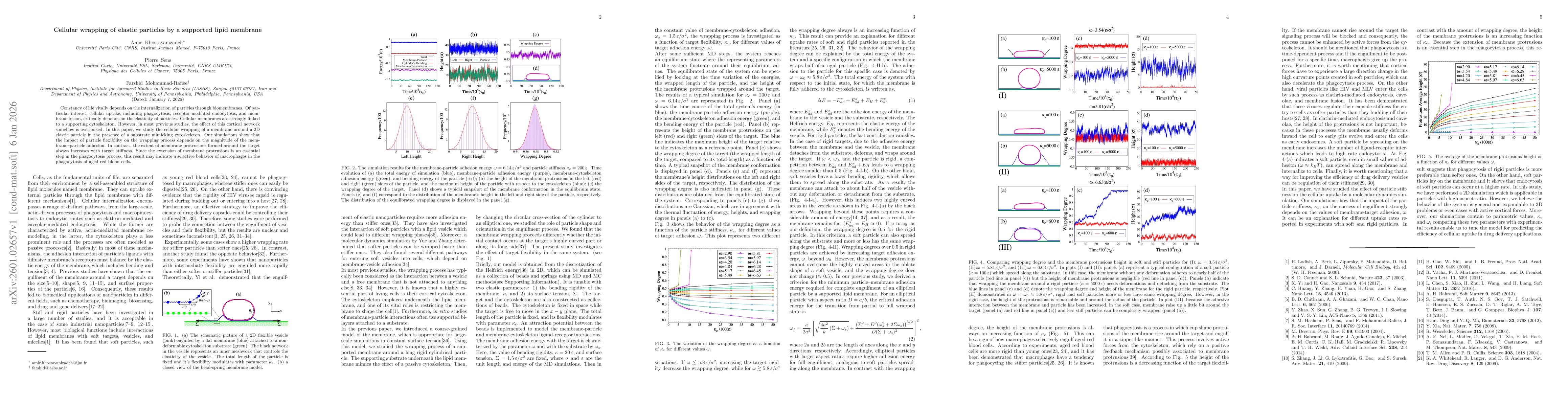 Thumbnail for Cellular wrapping of elastic particles by a supported lipid membrane