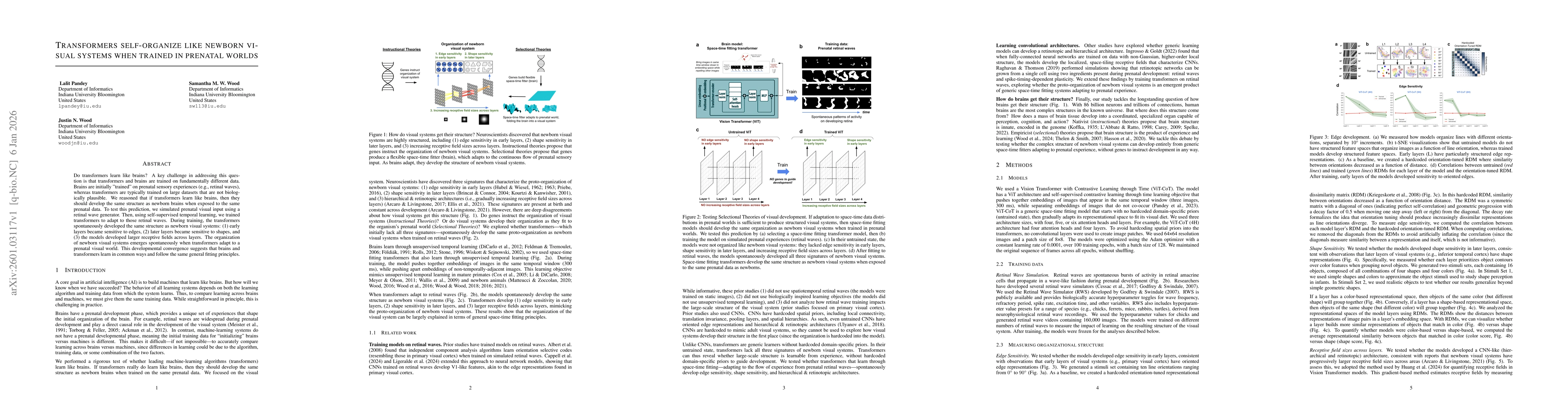 Thumbnail for Transformers self-organize like newborn visual systems when trained in prenatal worlds