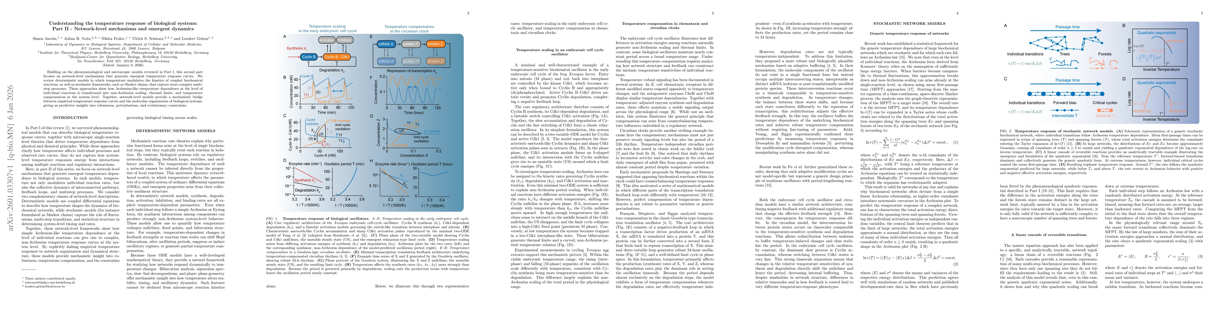 Thumbnail for Understanding the temperature response of biological systems: Part II -- Network-level mechanisms and emergent dynamics