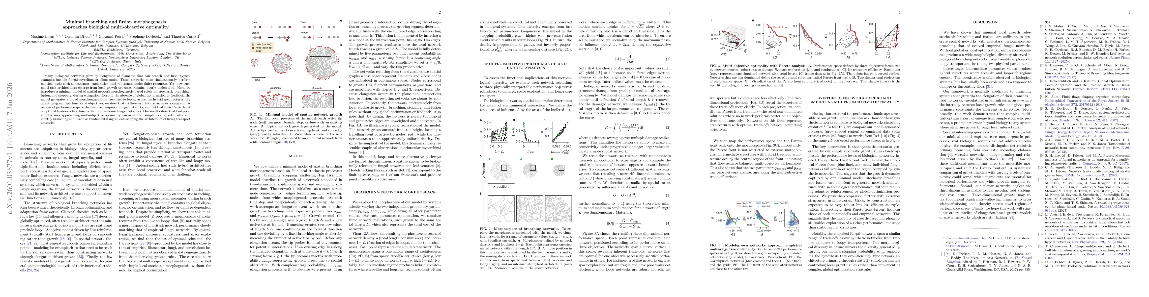 Thumbnail for Minimal branching and fusion morphogenesis approaches biological multi-objective optimality