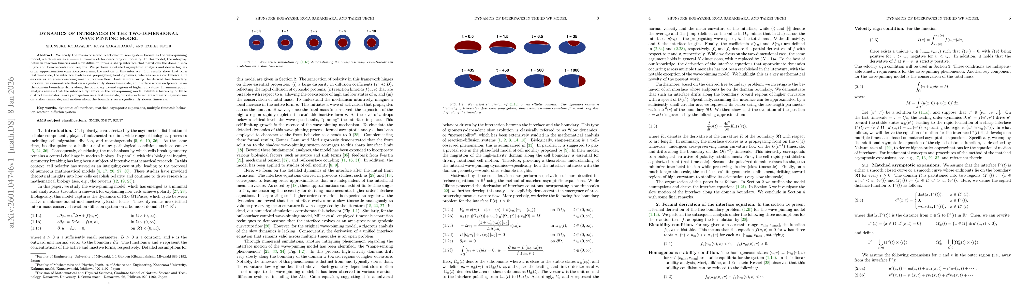 Thumbnail for Dynamics of Interfaces in the Two-Dimensional Wave-Pinning Model