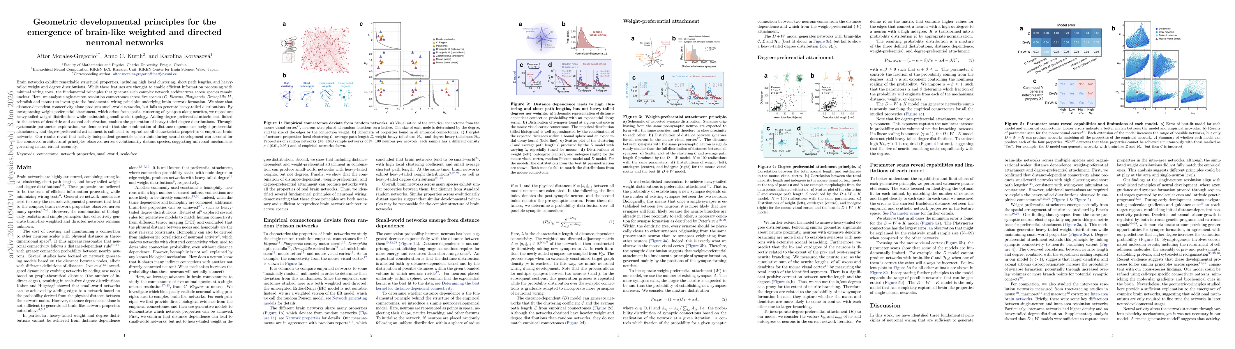 Thumbnail for Geometric developmental principles for the emergence of brain-like weighted and directed neuronal networks
