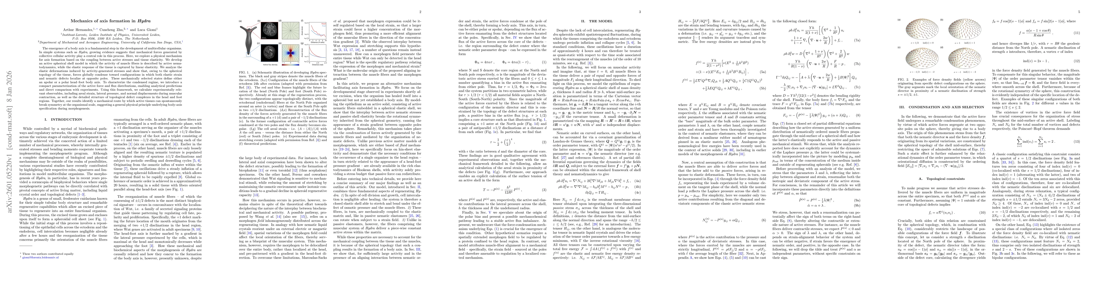 Thumbnail for Mechanics of axis formation in $\textit{Hydra}$