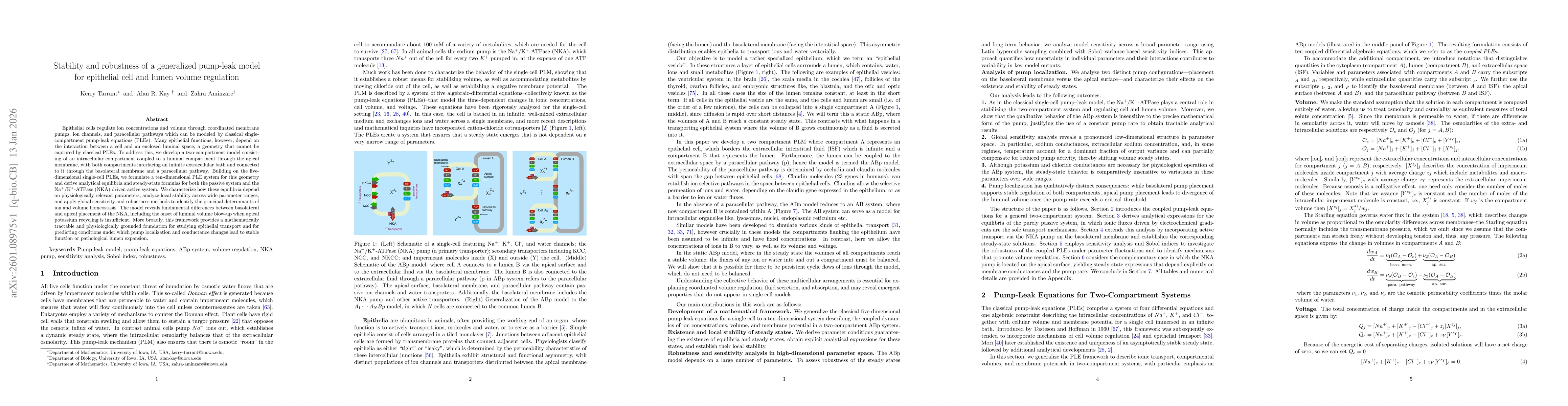 Thumbnail for Stability and robustness of a generalized pump-leak model for epithelial cell and lumen volume regulation