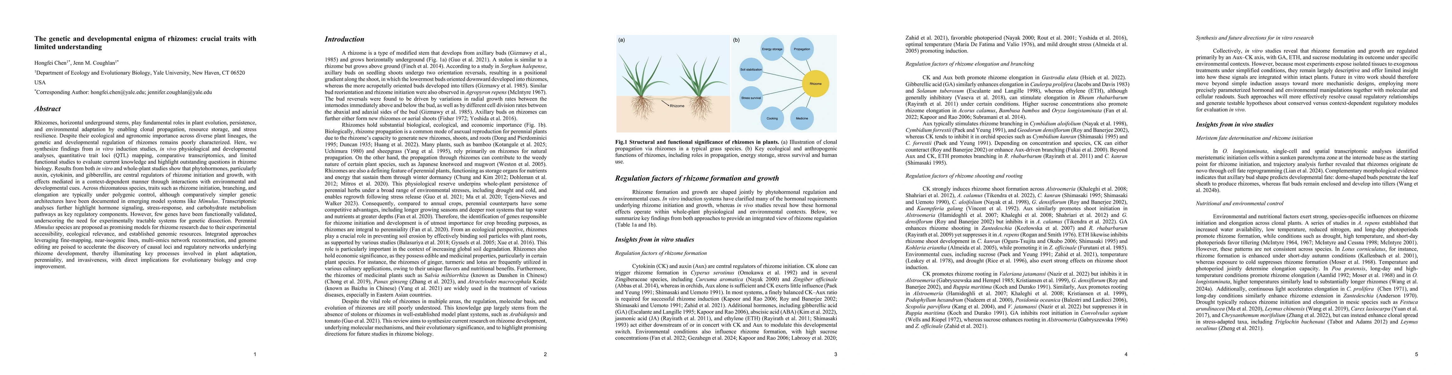 Thumbnail for The genetic and developmental enigma of rhizomes: crucial traits with limited understanding