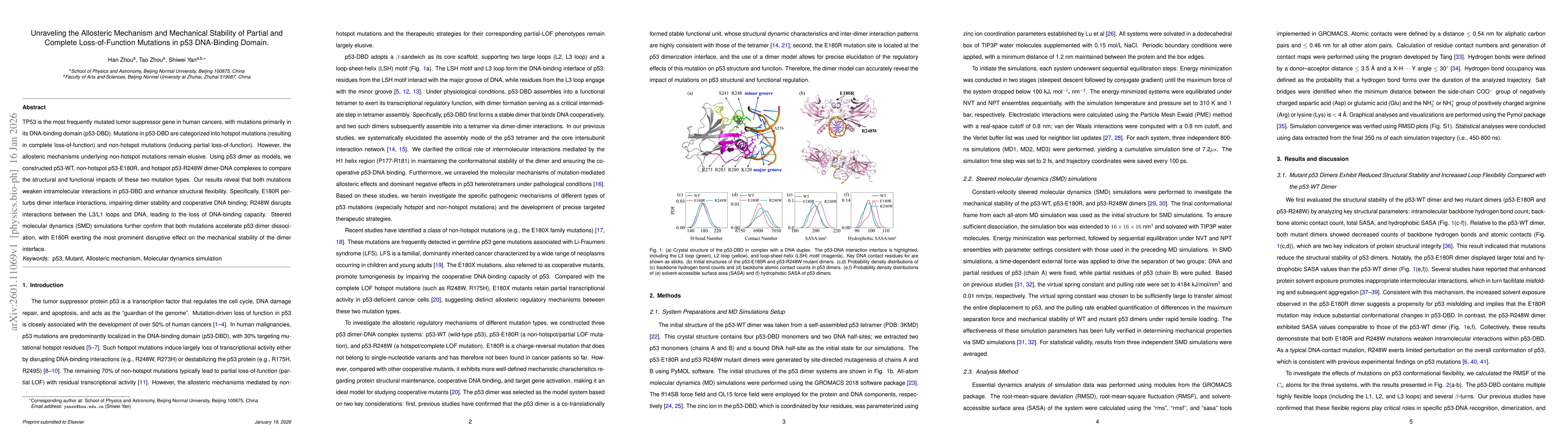 Thumbnail for Unraveling the Allosteric Mechanism and Mechanical Stability of Partial and Complete Loss-of-Function Mutations in p53 DNA-Binding Domain