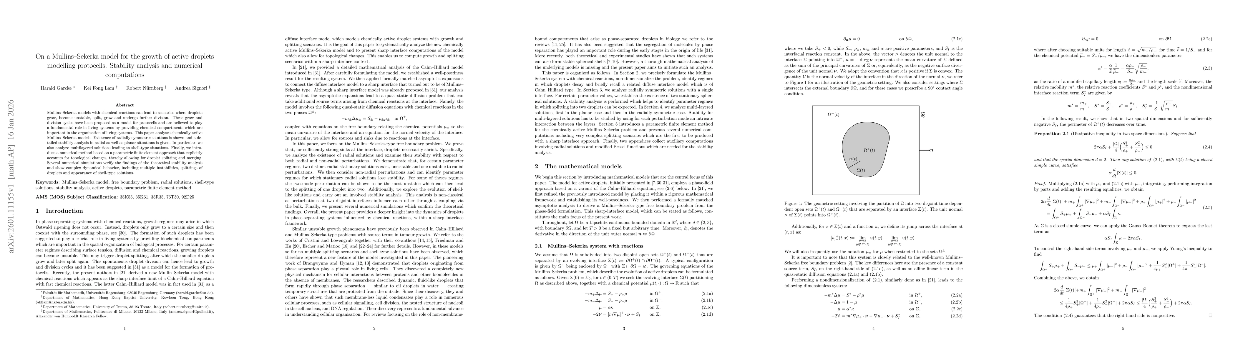 Thumbnail for On a Mullins-Sekerka model for the growth of active droplets modelling protocells: Stability analysis and numerical computations