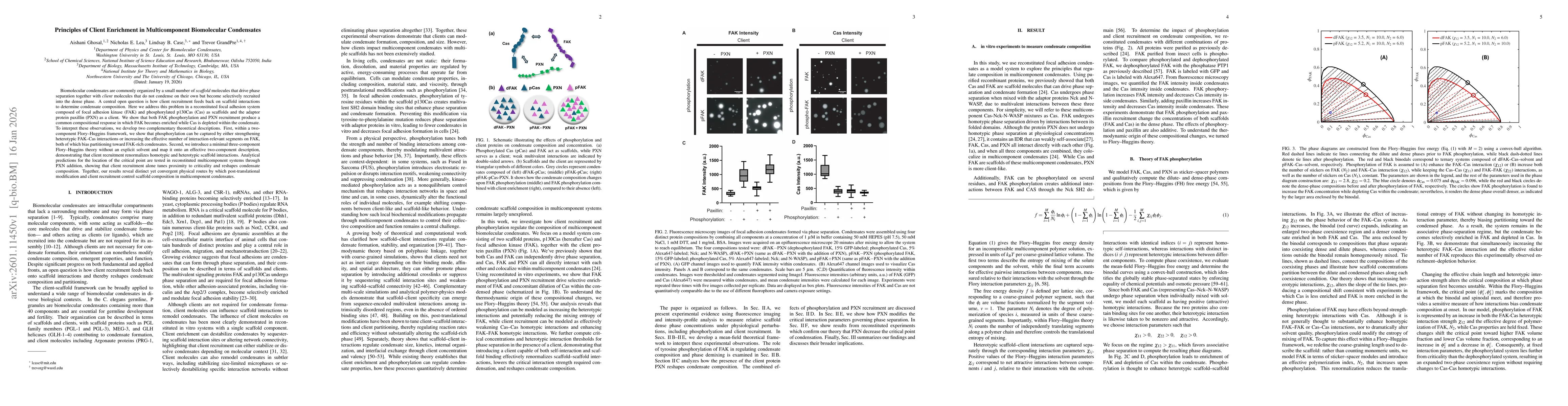 Thumbnail for Principles of Client Enrichment in Multicomponent Biomolecular Condensates