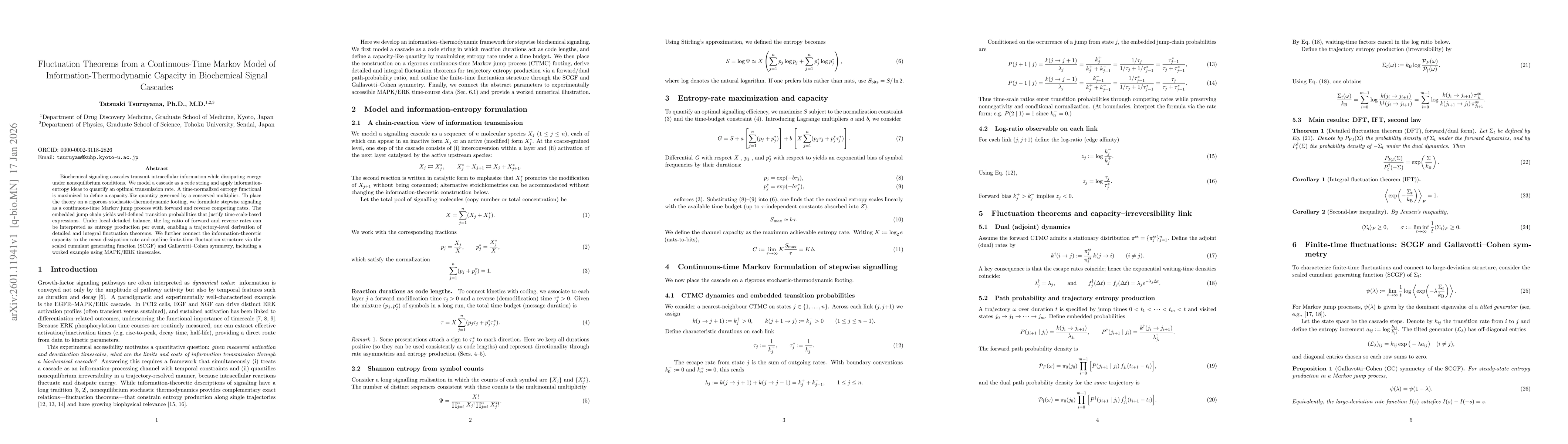 Thumbnail for Fluctuation Theorems from a Continuous-Time Markov Model of Information-Thermodynamic Capacity in Biochemical Signal Cascades