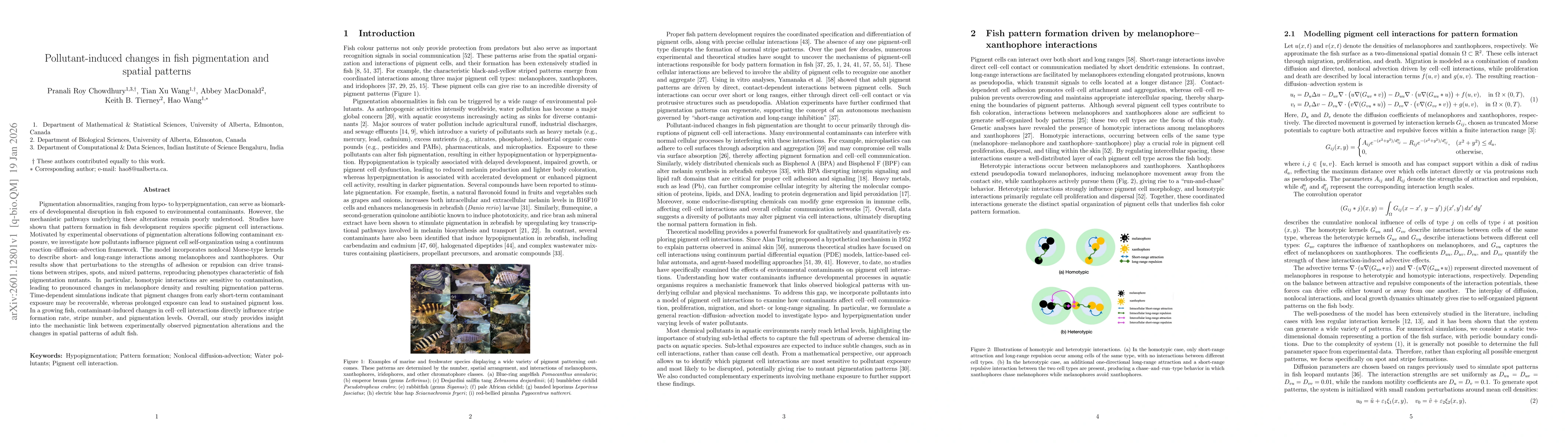 Thumbnail for Pollutant-induced changes in fish pigmentation and spatial patterns