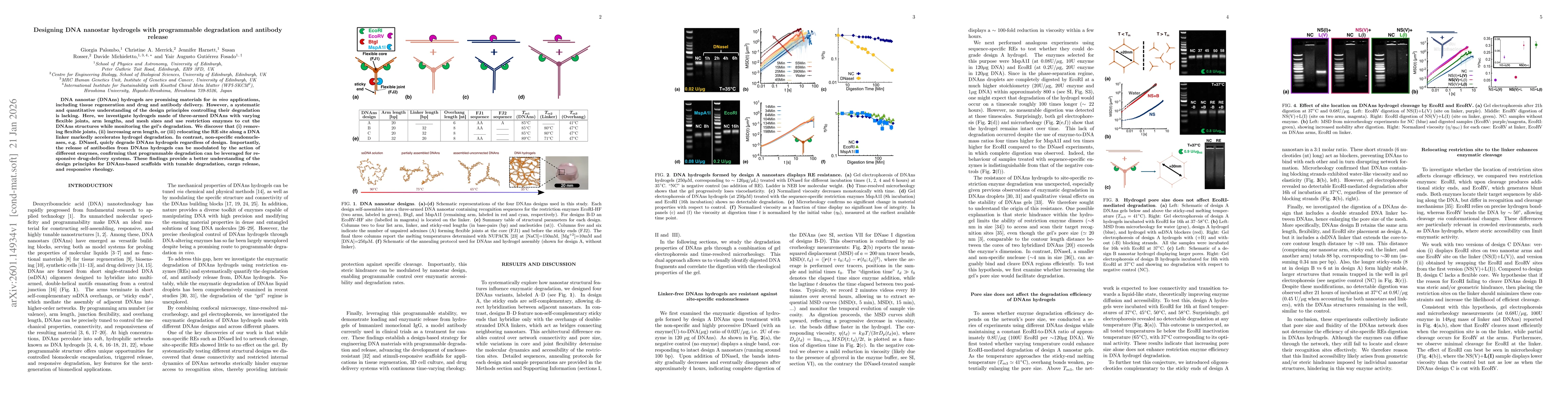 Thumbnail for Designing DNA nanostar hydrogels with programmable degradation and antibody release