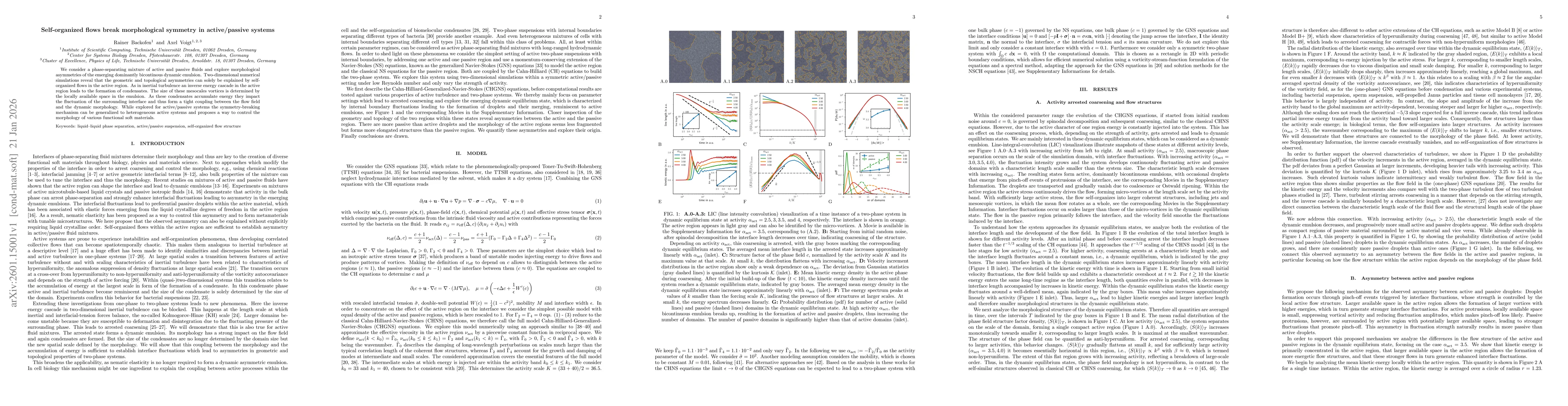 Thumbnail for Self-organized flows break morphological symmetry in active/passive systems