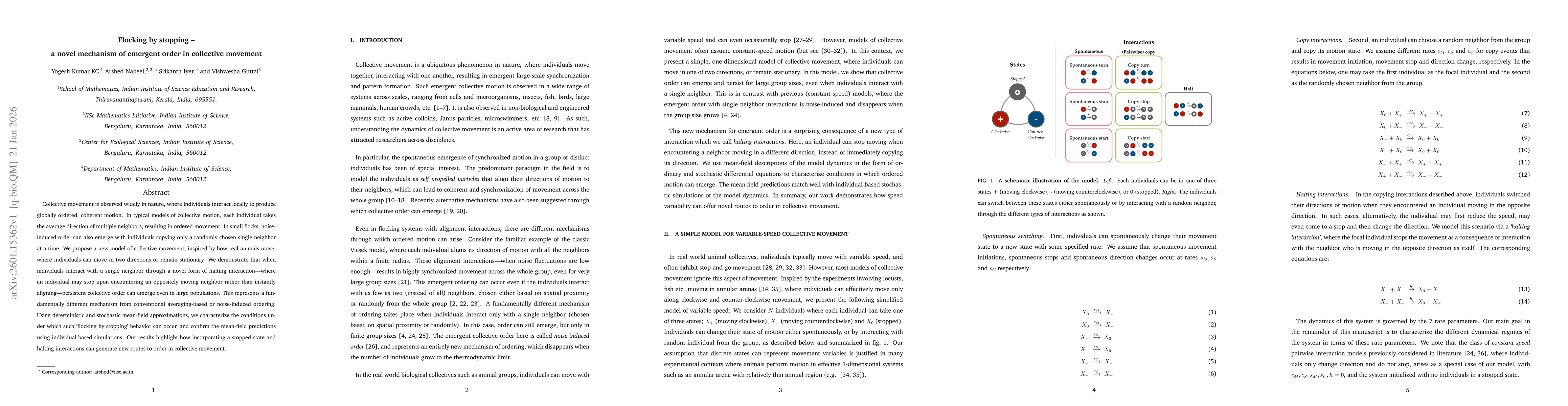 Thumbnail for Flocking by stopping: a novel mechanism of emergent order in collective movement