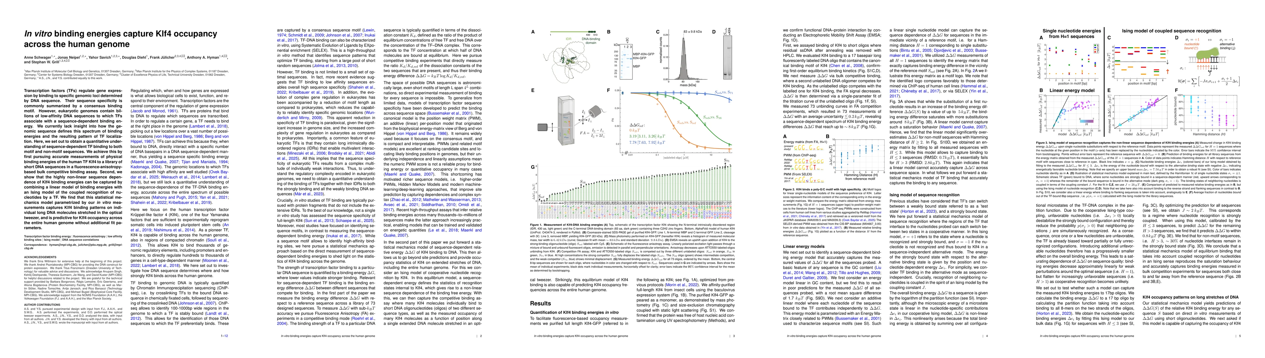 Thumbnail for In vitro binding energies capture Klf4 occupancy across the human genome