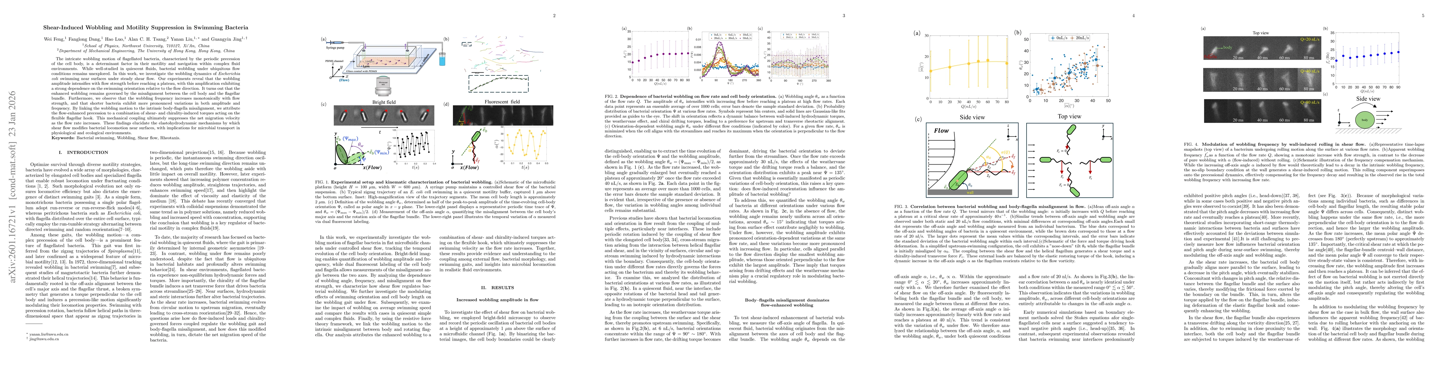 Thumbnail for Shear-Induced Wobbling and Motility Suppression in Swimming Bacteria