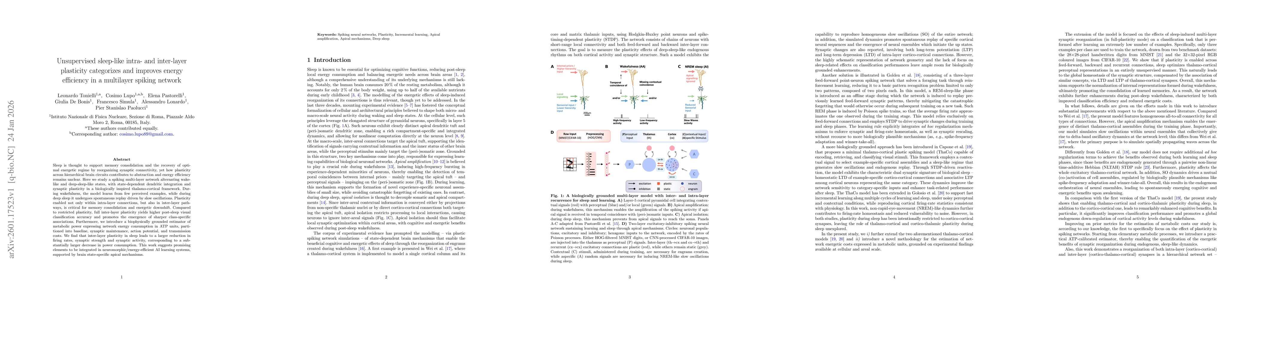 Thumbnail for Unsupervised sleep-like intra- and inter-layer plasticity categorizes and improves energy efficiency in a multilayer spiking network