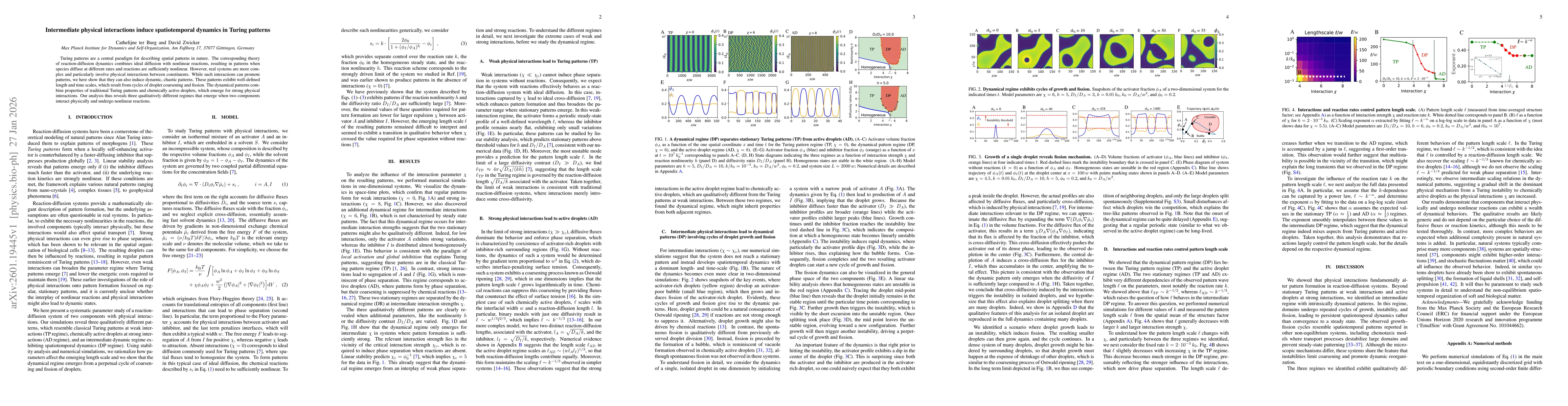 Thumbnail for Intermediate physical interactions induce spatiotemporal dynamics in Turing patterns
