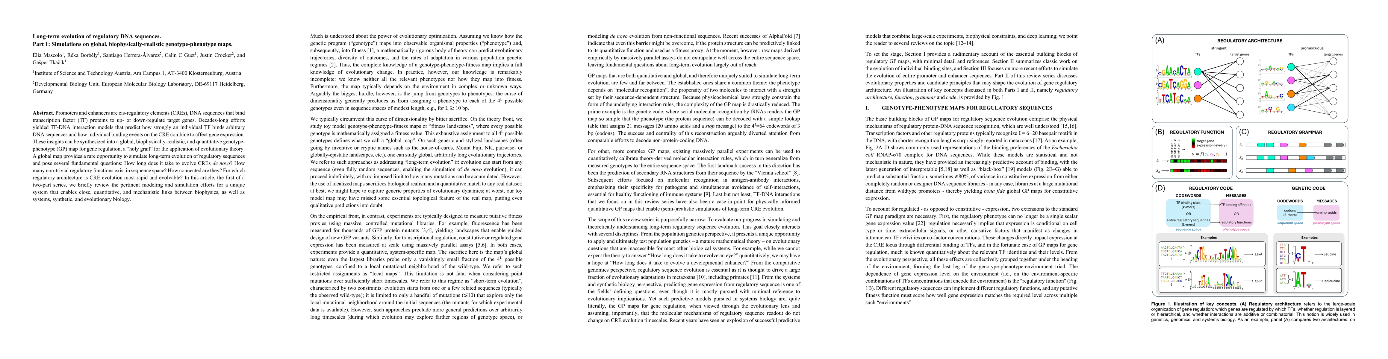 Thumbnail for Long-term evolution of regulatory DNA sequences. Part 1: Simulations on global, biophysically-realistic genotype-phenotype maps