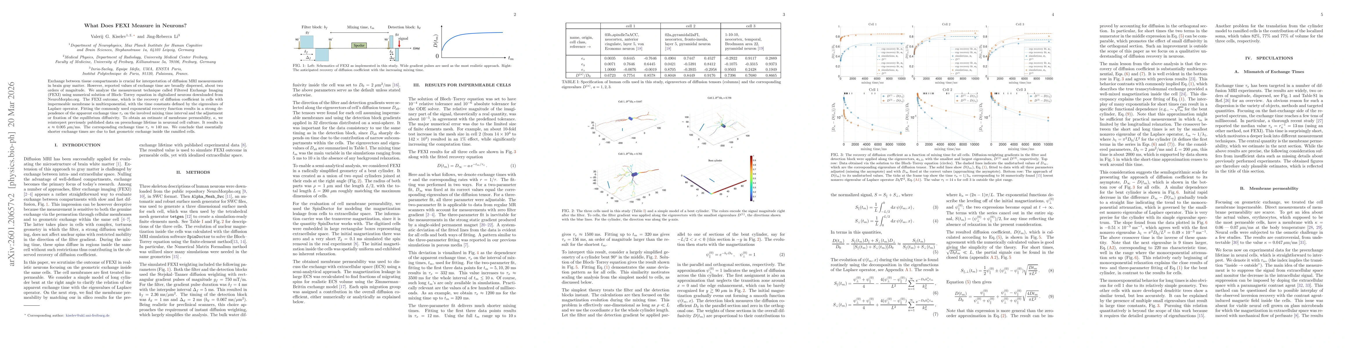 Thumbnail for What Does FEXI Measure in Neurons?