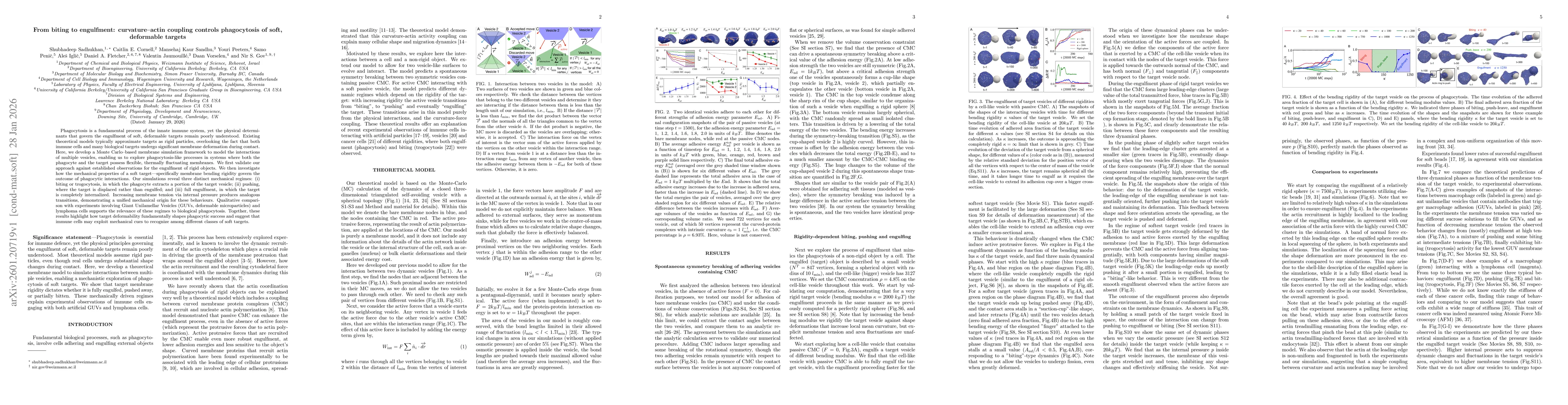 Thumbnail for From biting to engulfment: curvature-actin coupling controls phagocytosis of soft, deformable targets