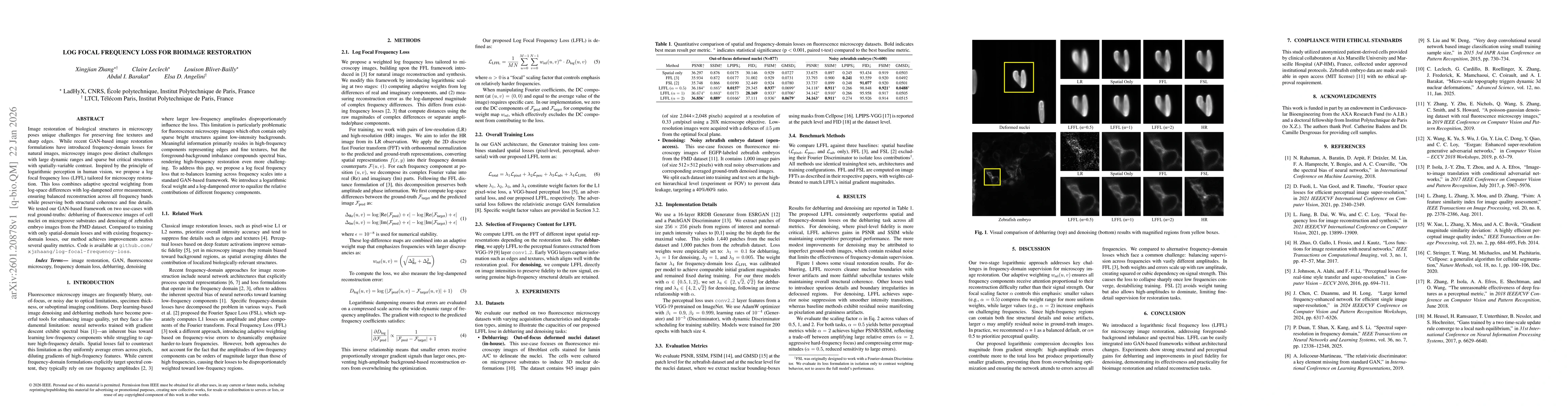 Thumbnail for Log Focal Frequency Loss for Bioimage Restoration