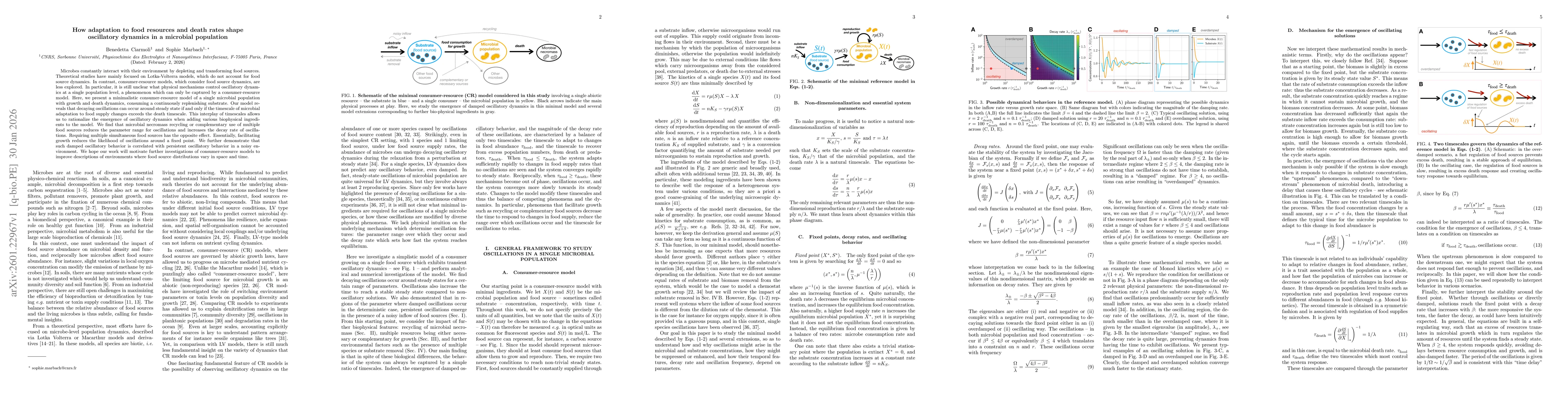 Thumbnail for How adaptation to food resources and death rates shape oscillatory dynamics in a microbial population