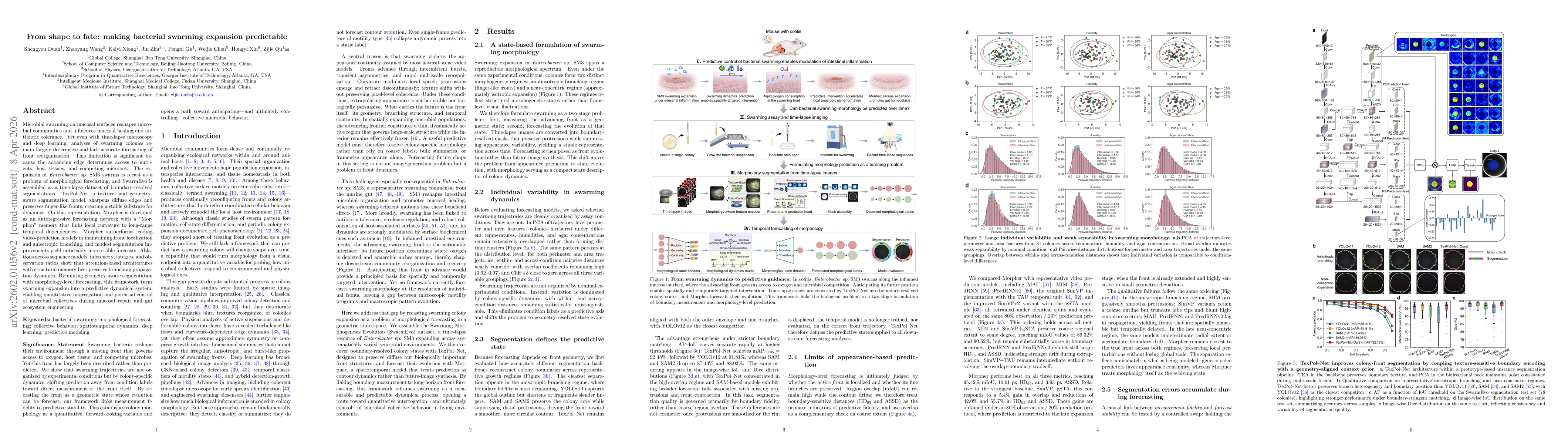 Thumbnail for From shape to fate: making bacterial swarming expansion predictable