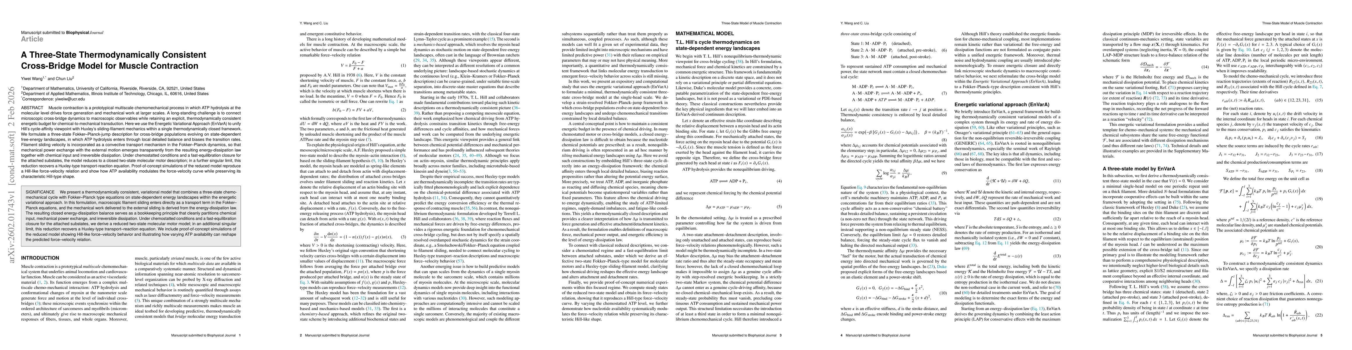 Thumbnail for A Three-State Thermodynamically Consistent Cross-Bridge Model for Muscle Contraction