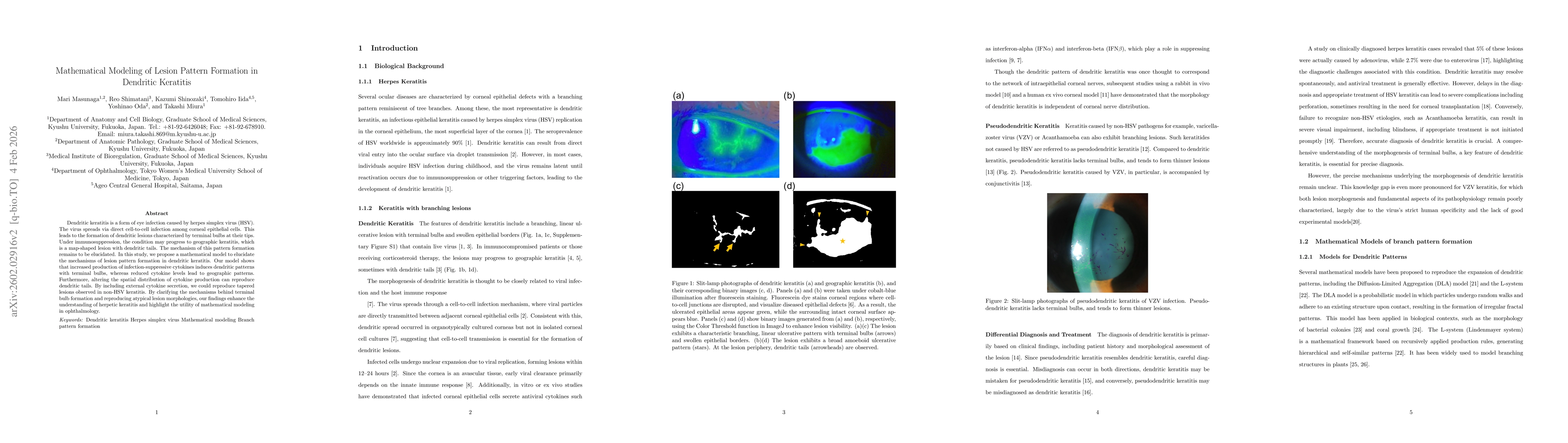 Thumbnail for Mathematical Modeling of Lesion Pattern Formation in Dendritic Keratitis