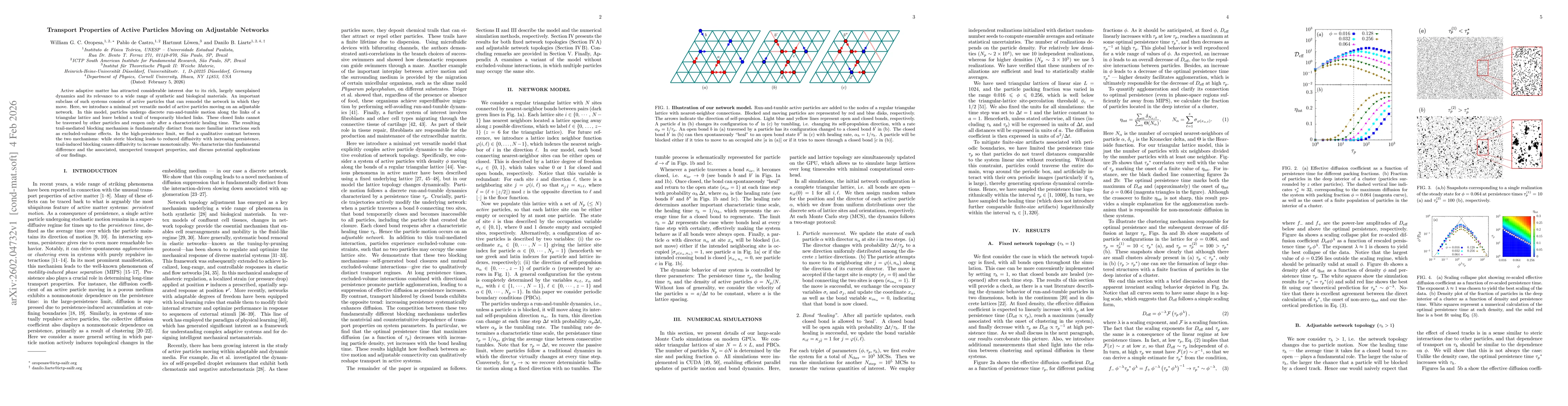 Thumbnail for Transport Properties of Active Particles Moving on Adjustable Networks