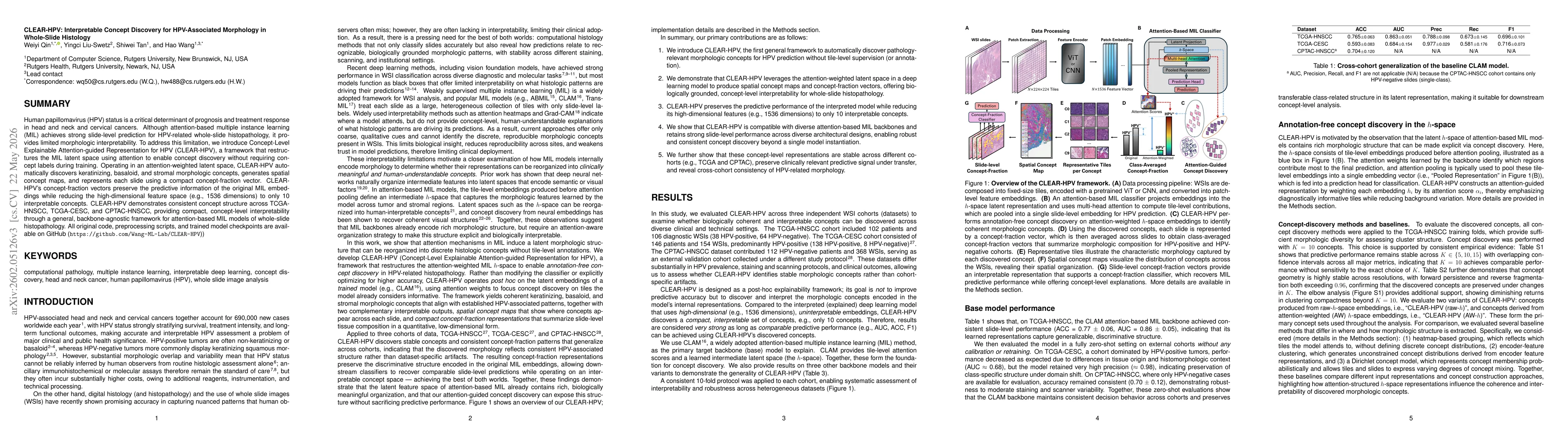 Thumbnail for CLEAR-HPV: Interpretable Concept Discovery for HPV-Associated Morphology in Whole-Slide Histology