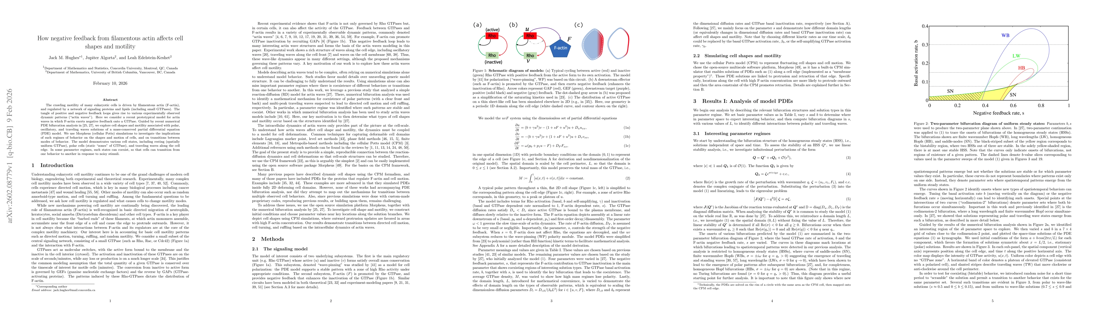 Thumbnail for How negative feedback from filamentous actin affects cell shapes and motility