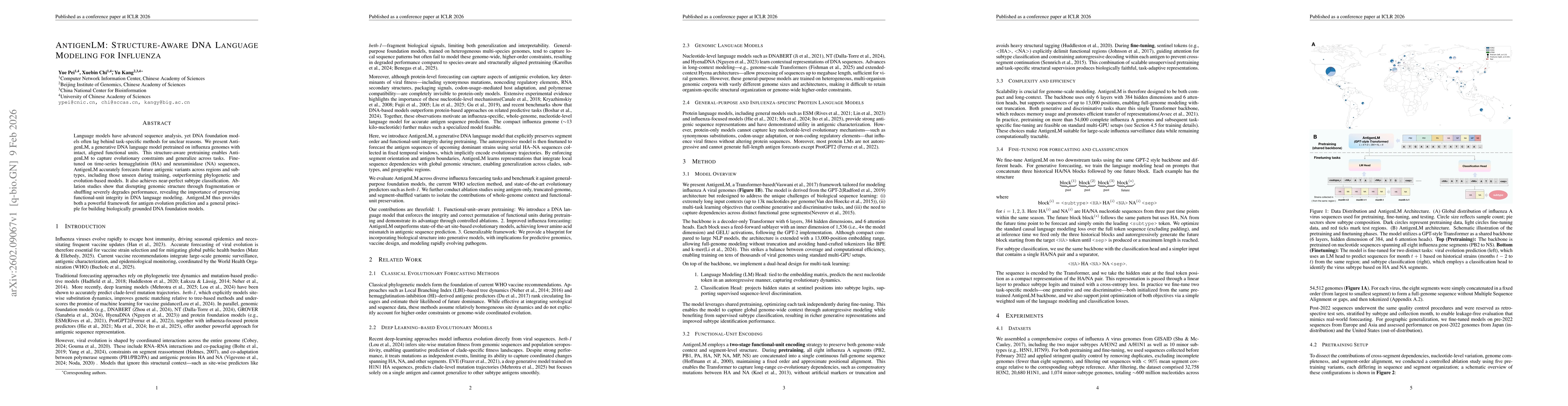 Thumbnail for AntigenLM: Structure-Aware DNA Language Modeling for Influenza