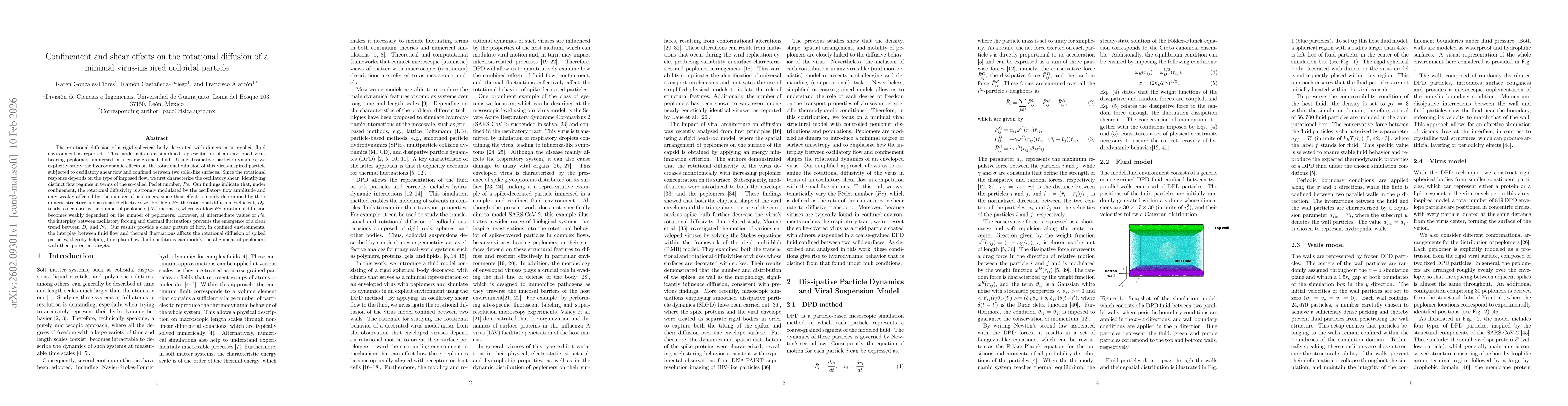 Thumbnail for Confinement and shear effects on the rotational diffusion of a minimal virus-inspired colloidal particle