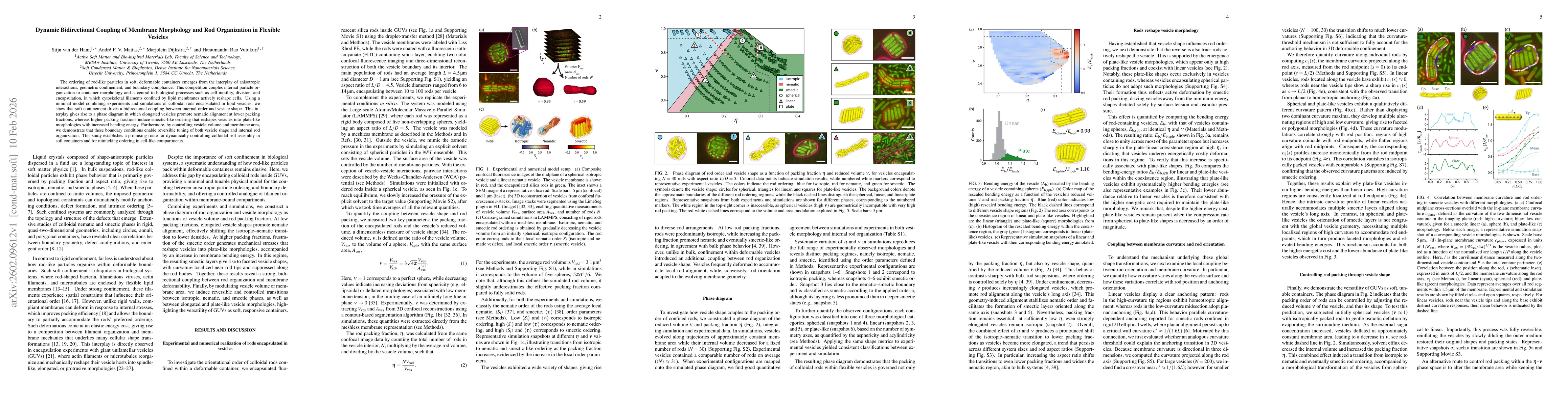 Thumbnail for Dynamic Bidirectional Coupling of Membrane Morphology and Rod Organization in Flexible Vesicles
