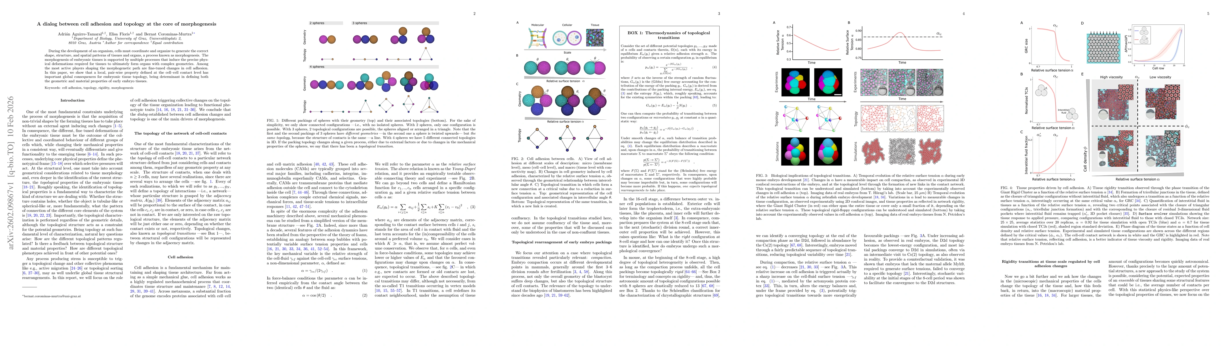 Thumbnail for A dialog between cell adhesion and topology at the core of morphogenesis
