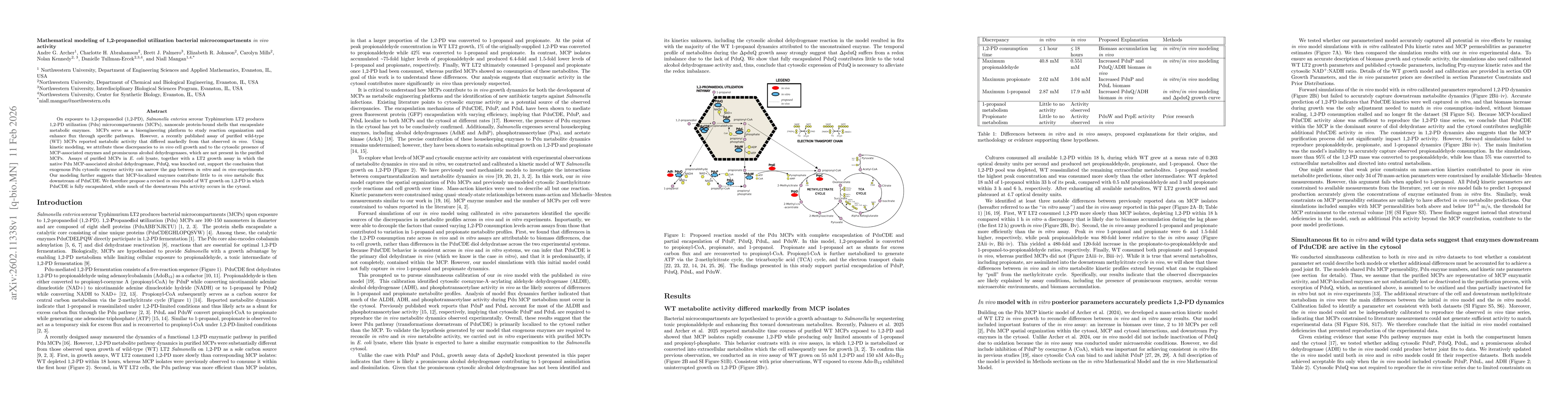 Thumbnail for Mathematical modeling of 1,2-propanediol utilization bacterial microcompartments in vivo activity