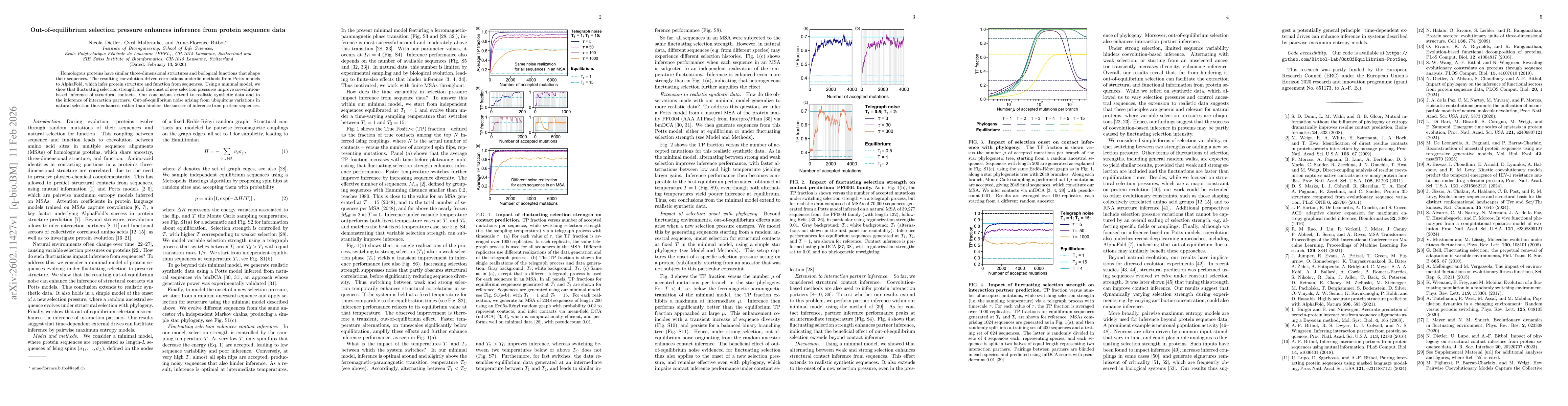 Thumbnail for Out-of-equilibrium selection pressure enhances inference from protein sequence data