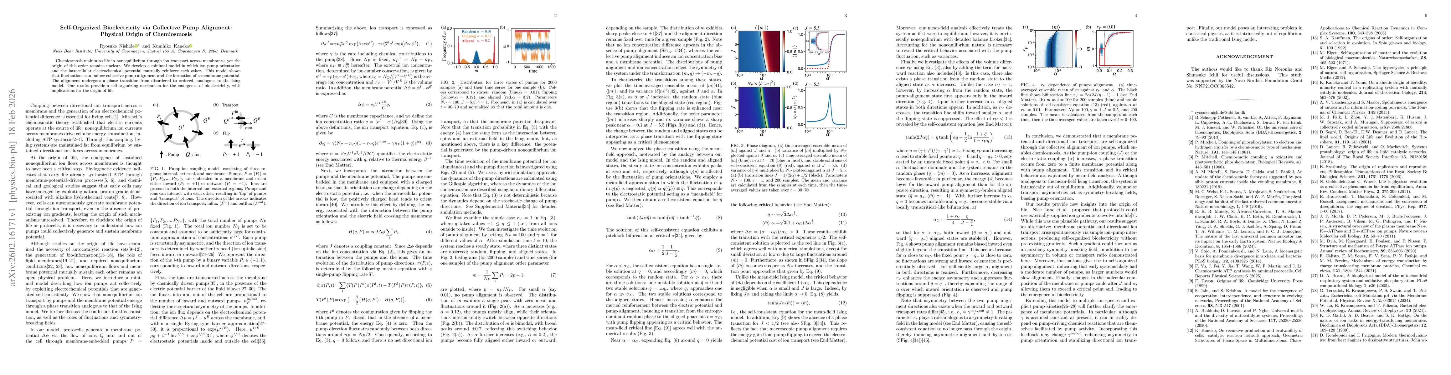 Thumbnail for Self-Organized Bioelectricity via Collective Pump Alignment: Physical Origin of Chemiosmosis