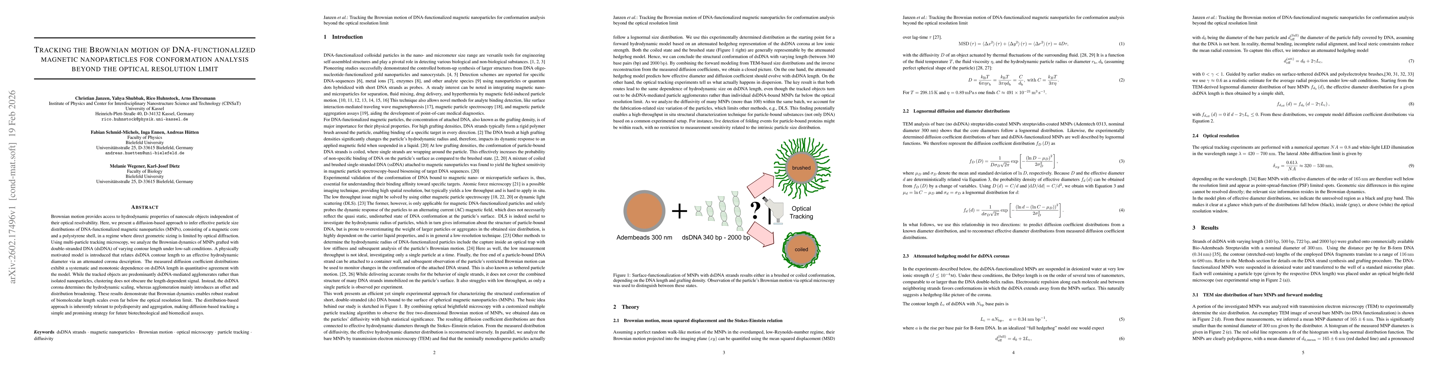 Thumbnail for Tracking the Brownian motion of DNA-functionalized magnetic nanoparticles for conformation analysis beyond the optical resolution limit