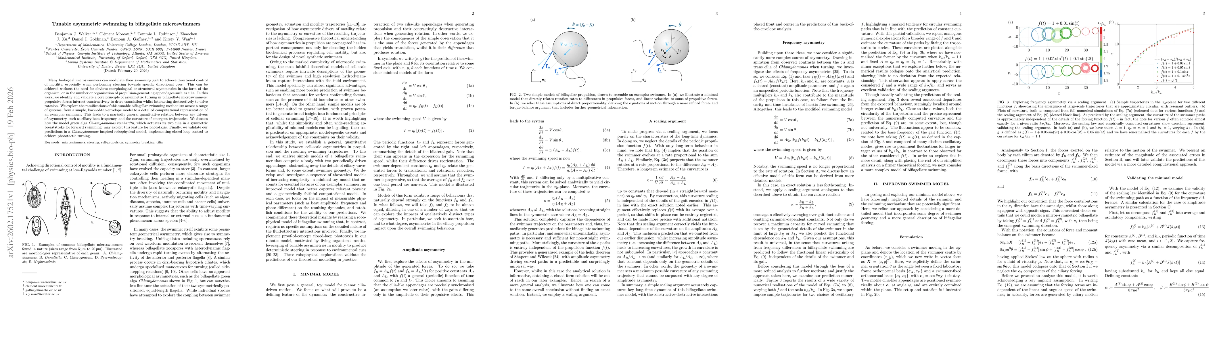 Thumbnail for Tunable asymmetric swimming in biflagellate microswimmers