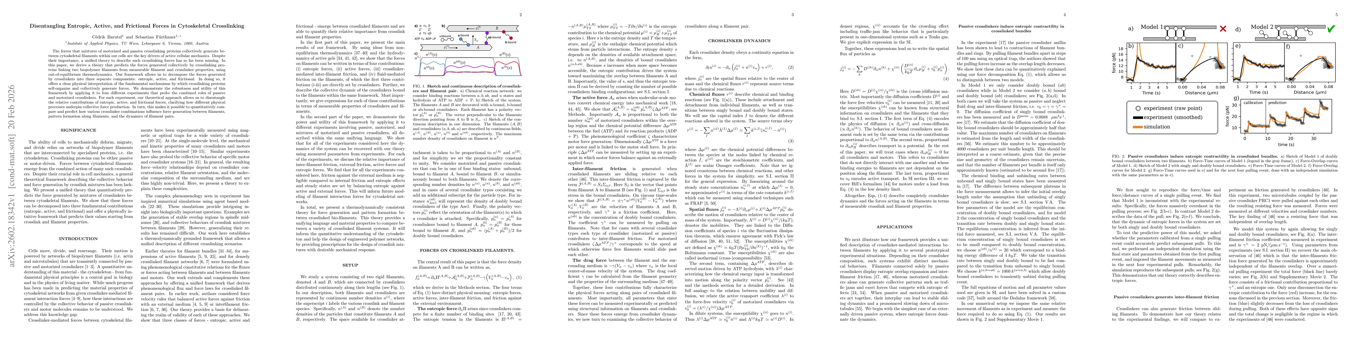 Thumbnail for Disentangling Entropic, Active, and Frictional Forces in Cytoskeletal Crosslinking