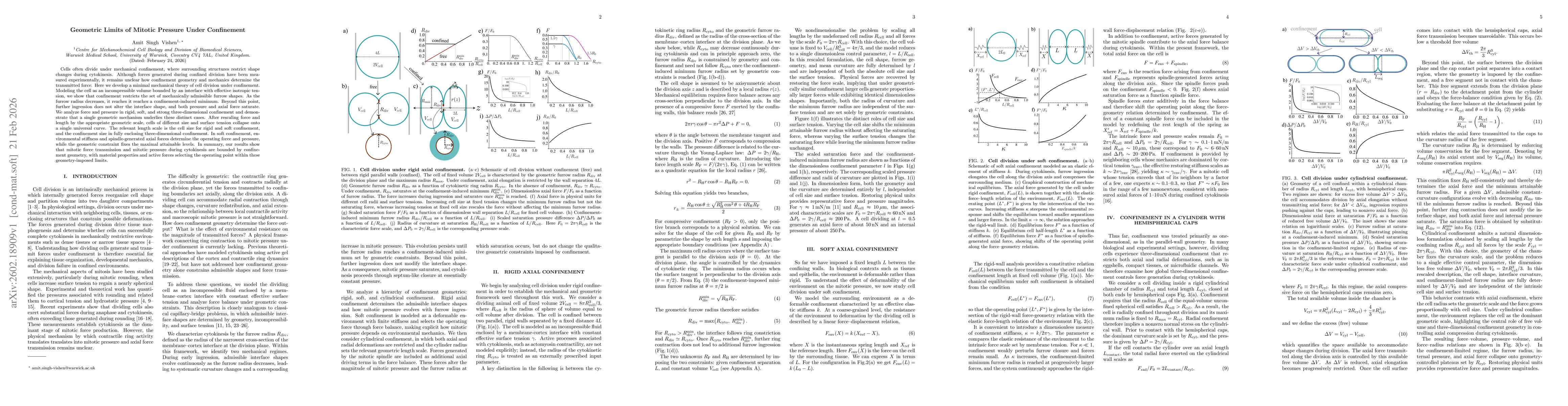 Thumbnail for Geometric Limits of Mitotic Pressure Under Confinement
