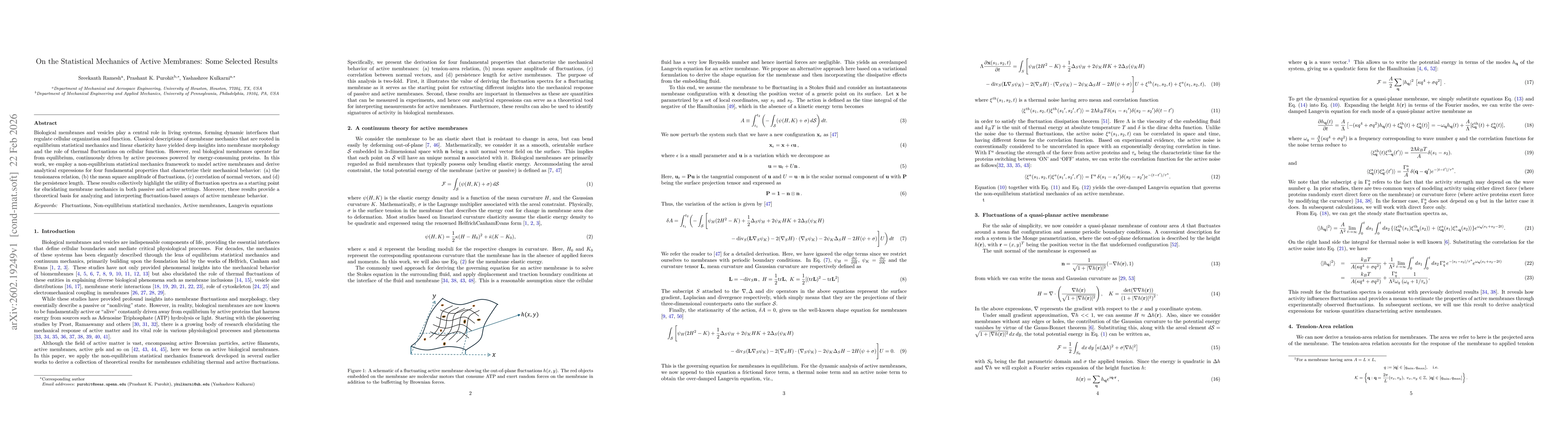Thumbnail for On the Statistical Mechanics of Active Membranes: Some Selected Results