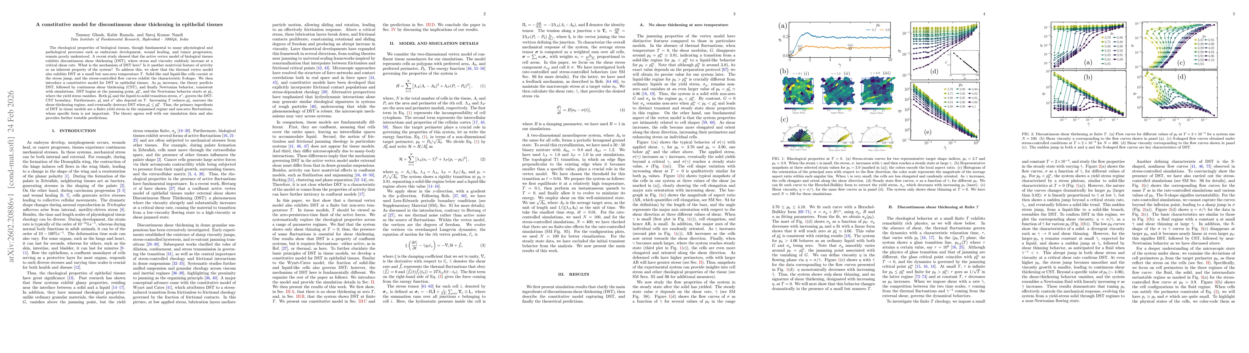 Thumbnail for A constitutive model for discontinuous shear thickening in epithelial tissues