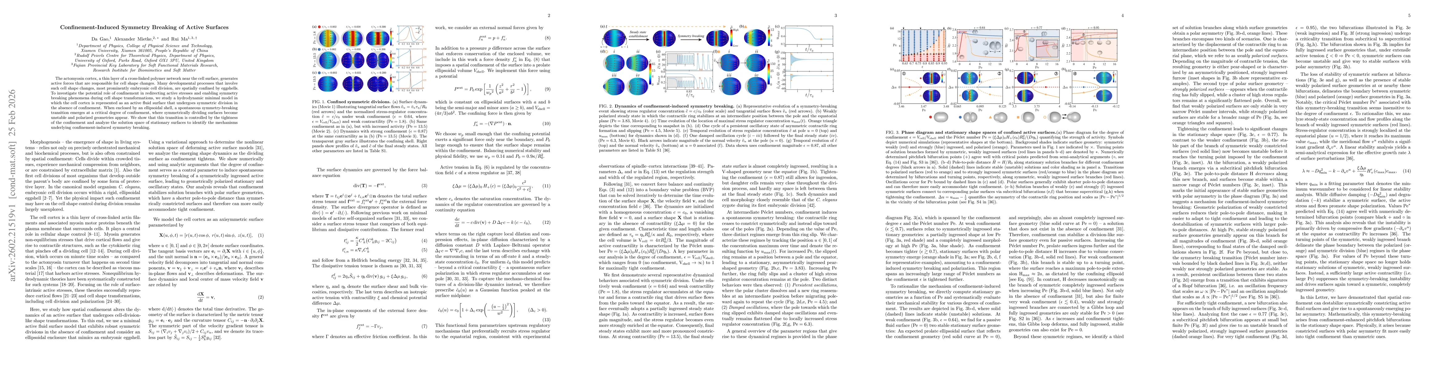 Thumbnail for Confinement-Induced Symmetry Breaking of Active Surfaces