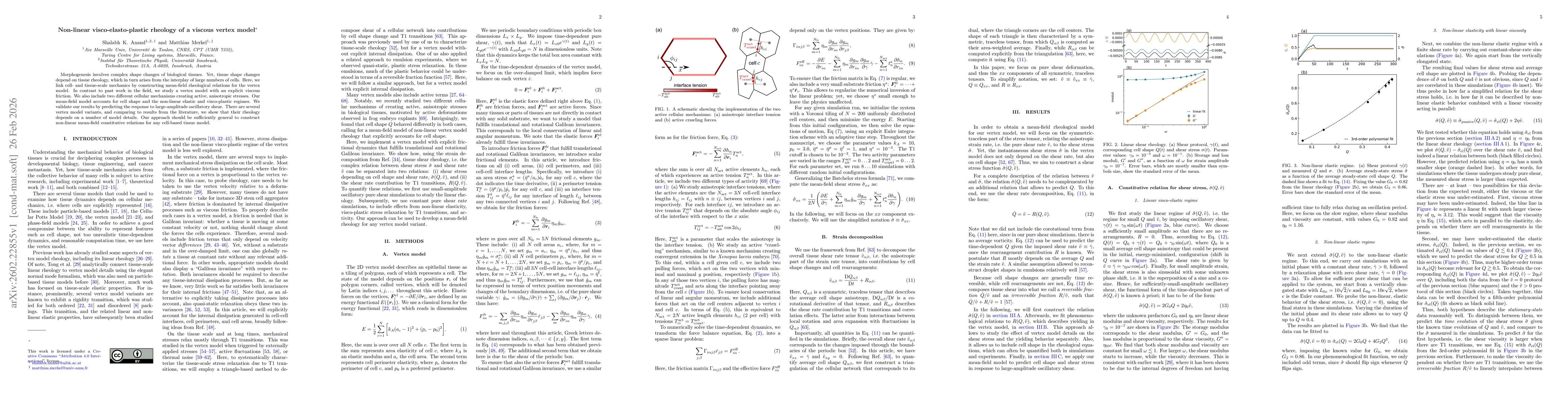 Thumbnail for Non-linear visco-elasto-plastic rheology of a viscous vertex model
