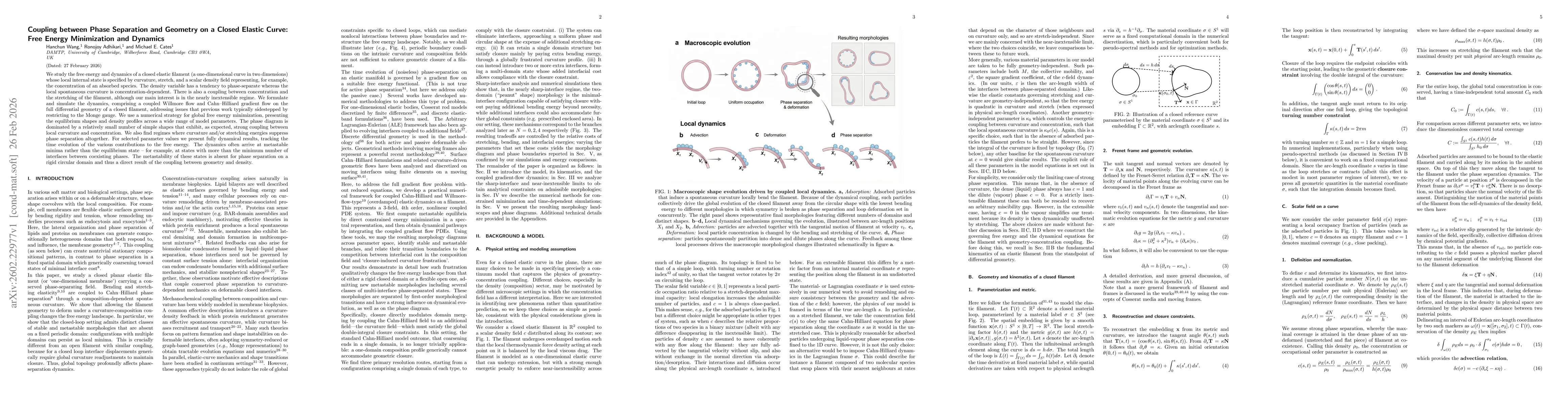 Thumbnail for Coupling between Phase Separation and Geometry on a Closed Elastic Curve: Free Energy Minimization and Dynamics