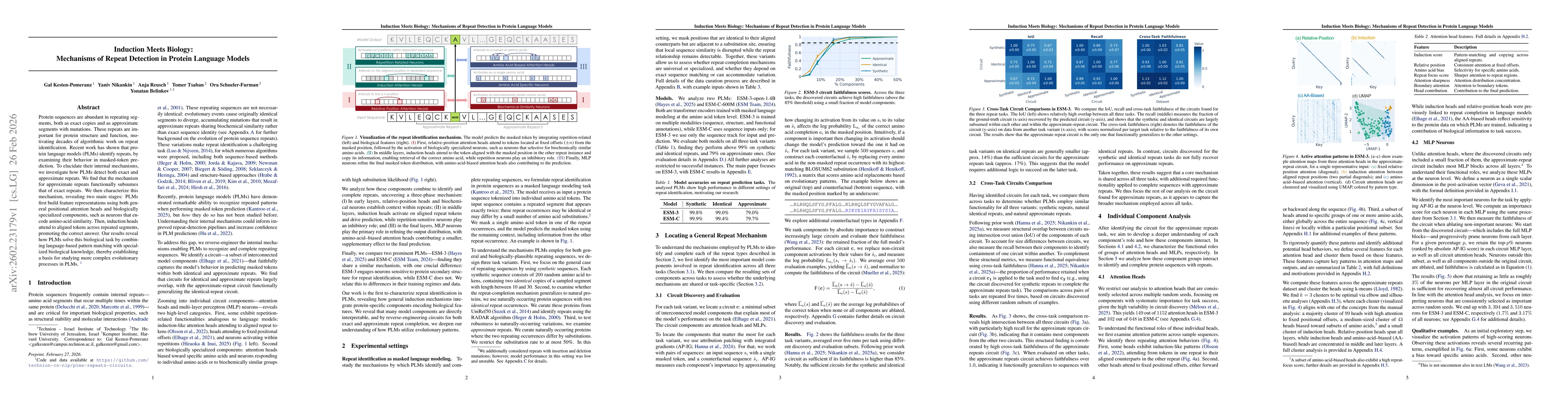 Thumbnail for Induction Meets Biology: Mechanisms of Repeat Detection in Protein Language Models
