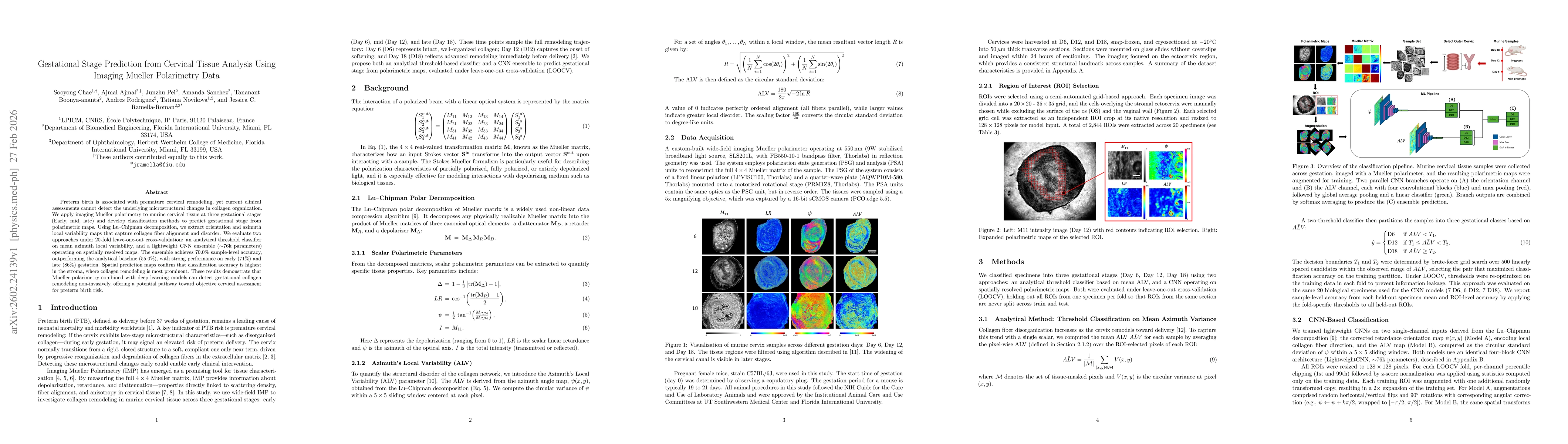 Thumbnail for Gestational Stage Prediction from Cervical Tissue Analysis Using Imaging Mueller Polarimetry Data